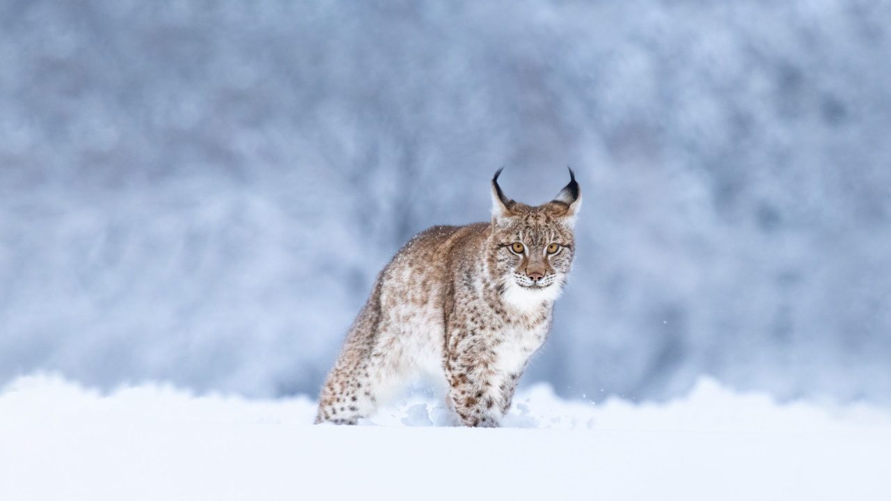découvrez le lynx, cet élégant félin sauvage aux grandes oreilles et au pelage tacheté. apprenez-en davantage sur son habitat, son comportement et son rôle dans l'écosystème. plongez dans le monde fascinant de cet animal mystérieux et protégé.