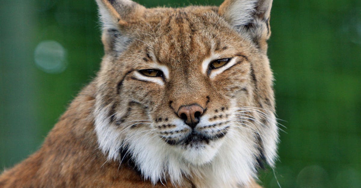 découvrez le monde fascinant du lynx, cet animal majestueux et mystérieux. apprenez tout sur son habitat, son comportement, et son rôle essentiel dans l'écosystème. explorez les enjeux de sa conservation et admirez sa beauté sauvage.