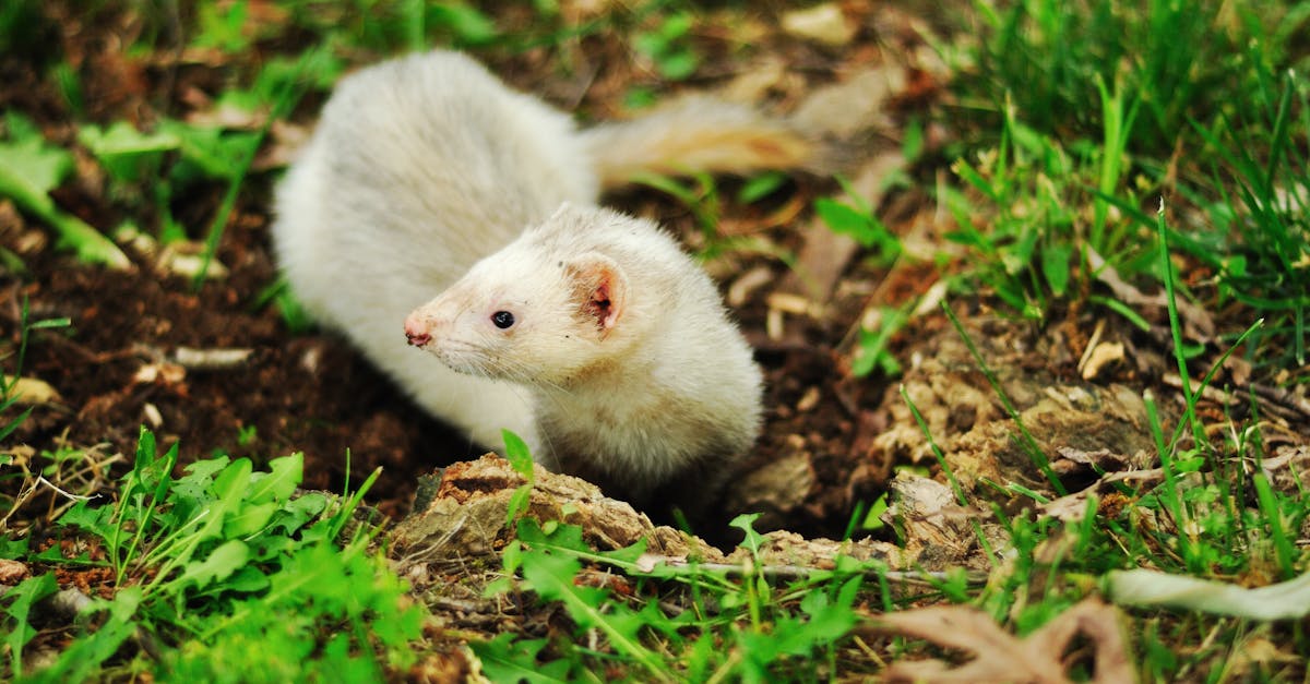 découvrez tout ce qu'il faut savoir sur les furets : leur comportement, leur habitat, leur alimentation et les soins à leur apporter. apprenez à mieux comprendre ces animaux de compagnie attachants et espiègles.