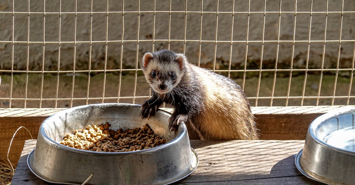découvrez tout ce qu'il faut savoir sur les furets : comportement, soins, habitat et alimentation. apprenez à comprendre ces animaux de compagnie espiègles et affectueux pour en faire des compagnons heureux et en bonne santé.
