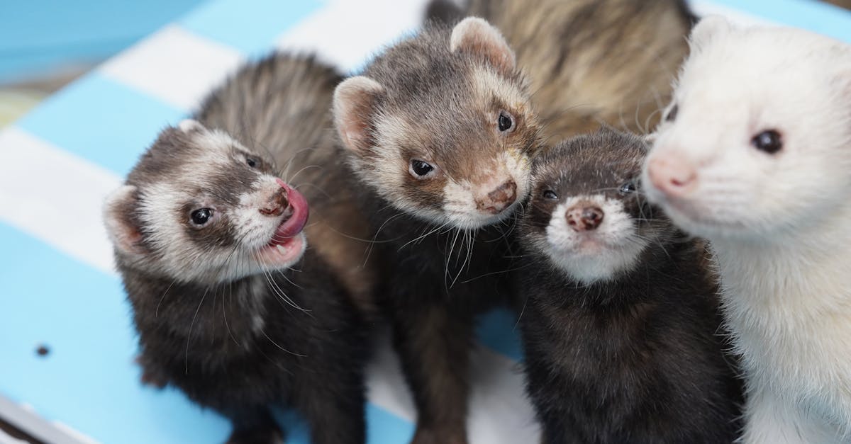 découvrez tout ce qu'il faut savoir sur les furets : leur comportement, leur alimentation, et comment en prendre soin. apprenez à connaître ces animaux de compagnie affectueux et curieux, parfaits pour les passionnés d'animaux.