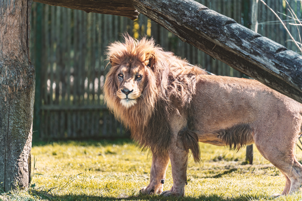 découvrez l'assurance lion faune, une solution adaptée pour protéger votre assurance animaux et vos biens face aux imprévus de la nature. profitez d'une couverture complète et fiable pour garantir la sécurité de votre faune et de votre environnement.