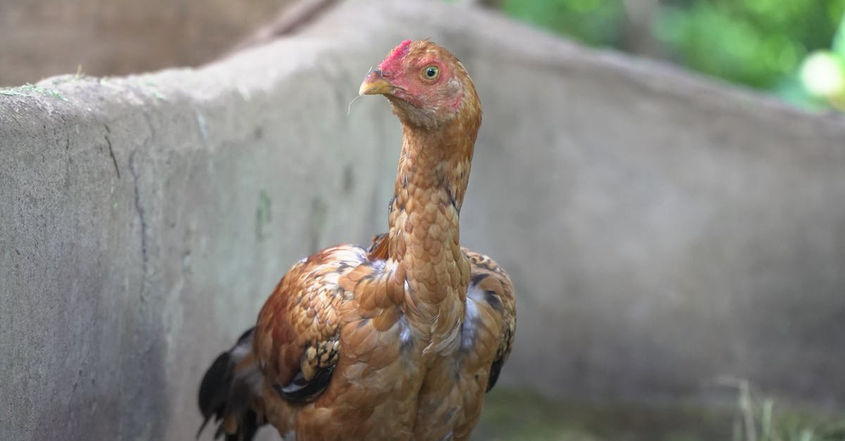 découvrez notre assurance pour animaux de compagnie qui protège la santé de votre fidèle compagnon. obtenez une couverture complète pour les soins vétérinaires, les urgences et les traitements, afin que votre animal soit toujours entre de bonnes mains. simple à souscrire et adaptée à vos besoins, assurez la tranquillité d'esprit pour vous et votre animal.