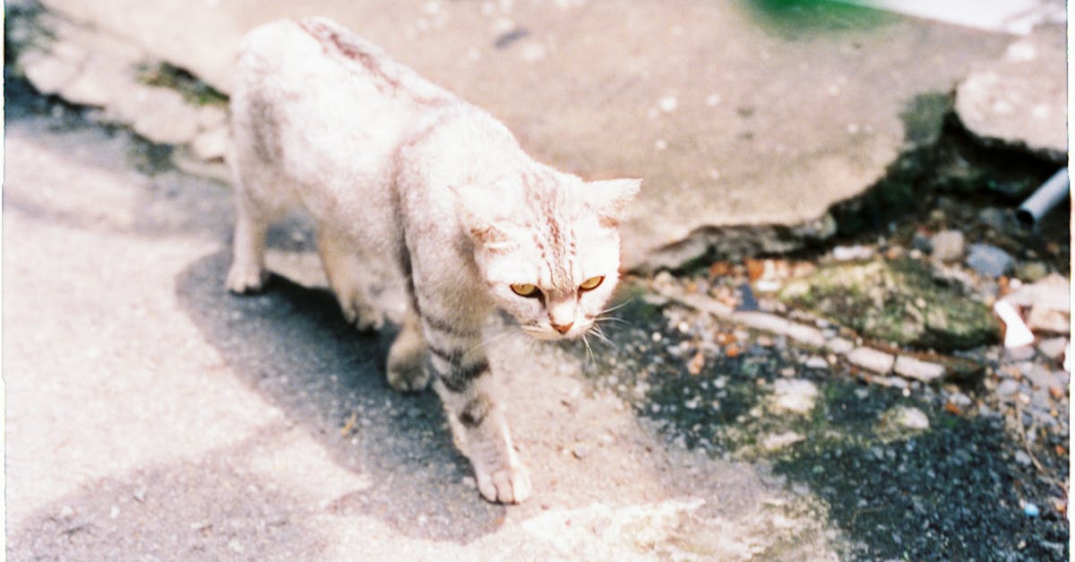 protégez votre compagnon à quatre pattes avec une assurance pour animaux de compagnie adaptée à vos besoins. découvrez des soins de santé abordables et une couverture complète pour garantir le bien-être de votre animal.